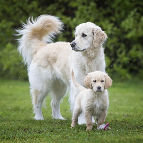 Dog Accessories Wet pet food Junior 200g 6 Piece -3- Anifit